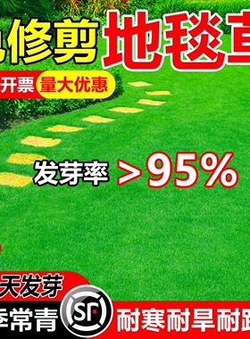 高尔夫地毯草种籽四季长青免修剪耐践踏高档草坪草籽矮生草皮种子