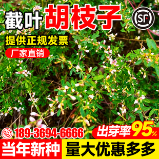 截叶胡枝子种籽护坡灌木美丽胡枝子二色胡枝子籽花卉林木景观绿化