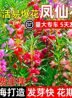 重瓣茶花凤仙花种子指甲花向日葵易活庭院种植四季播种花卉种籽孑