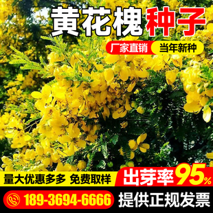 黄花槐种籽灌木种子护坡固土工程园林绿化生态修复耐寒多年生草籽