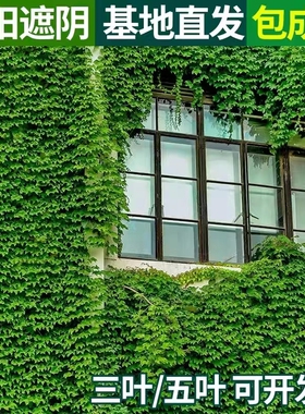 爬山虎爬藤植物四季爬墙虎苗【爬山虎种子】三叶五叶爬山虎种籽