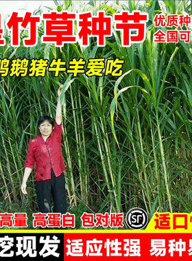 新型皇竹草牧草种子南方北方多年生四季高产猪牛羊鸡鸭鹅鱼兔草籽