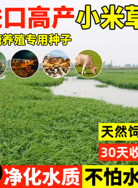 小米草种籽养殖水草虾蟹雀叶稗湖南稷子鱼塘牧草草种草籽喂鱼草籽