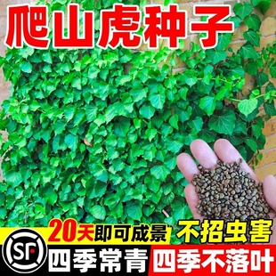 爬山虎爬藤植物四季树苗庭院室外开花藤蔓绿植物种子籽不落叶常绿