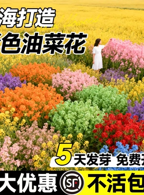 观赏彩色油菜花种子高产榨油七彩油菜花籽种子花田花海春秋播易活