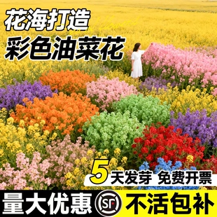 观赏彩色油菜花种子高产榨油七彩油菜花籽种子花田花海春秋播易活
