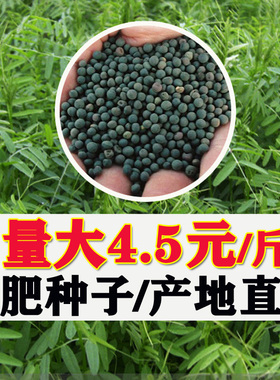 果园绿肥种子紫花苕子种长柔毛野豌豆毛苕子养蜂蜜源草种绿肥种籽