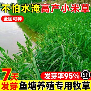 小米草种籽水草喂鱼草植物种子耐高温龙虾养殖专用草四季水淹养殖