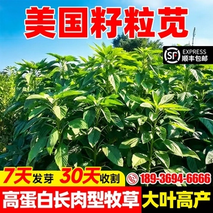 籽粒苋种子喜光耐热牧草蛋白含量高吸收率好鲜嫩适口养猪鸡鹅牧草