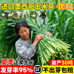 墨西哥玉米草种籽四季多年生牧草种子畜牧养殖牛羊猪鸡鸭鹅喂鱼草