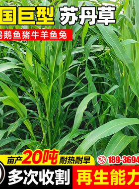 苏丹草种子养鱼专用草种高丹草籽四季猪牛羊畜牧高产再生鱼草种籽