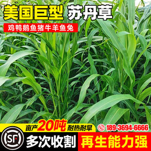苏丹草种子养鱼专用草种高丹草籽四季猪牛羊畜牧高产再生鱼草种籽