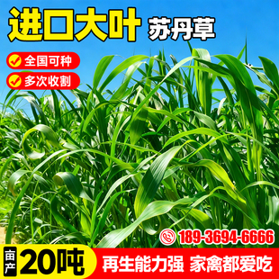 喂鱼草种籽苏丹草四季高产高丹王牧草种子养鸡鸭鹅猪牛羊草籽种孑