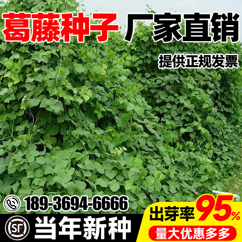 葛藤种子灌木种籽耐盐耐碱矿山复绿工程绿化生态修复爬藤植物草籽,鲜花速递/花卉仿真/绿植园艺,家庭园艺种子,淘宝优惠券,粉丝福利购,淘宝优惠卷