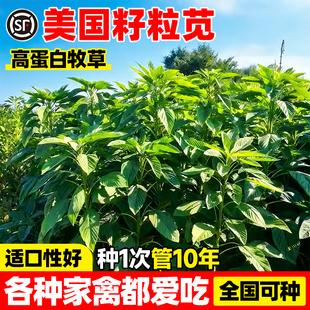 籽粒苋种子耐热耐旱四季高产畜牧养殖牧草种籽家畜喜食高蛋白草籽