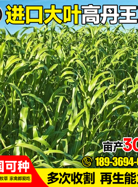 高丹王种子四季生长畜牧养殖猪牛羊草籽高产多年生高蛋白牧草种籽