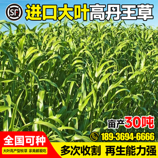高丹王种子四季生长畜牧养殖猪牛羊草籽高产多年生高蛋白牧草种籽