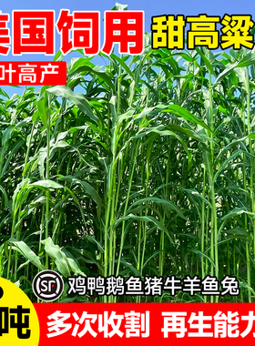 甜高梁种子饲用甜高粱牧草种多年生畜牧养殖四季再生甜高粱杆种籽