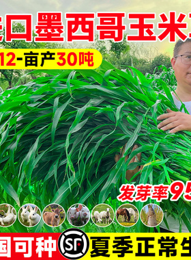 墨西哥玉米草种籽优12阔叶玉米草猪羊牛鱼兔养殖草籽高产牧草种子