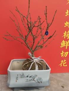 素心腊梅花盆栽上新2025冬季开花室内外耐寒植物好养活带花苞包邮