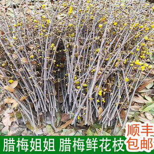 顺丰包邮蜡梅浓香型腊梅鲜花枝条好插水养鲜切带泡水开花苞抗寒冬