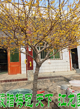 蜡梅庭院地栽黄梅别墅浓香高杆腊梅树腊梅花树苗 庭院 浓香型四季