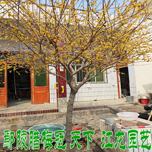 蜡梅庭院地栽黄梅别墅浓香高杆腊梅树腊梅花树苗 庭院 浓香型四季