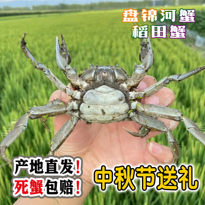 盘锦河蟹稻田蟹全母1.5两