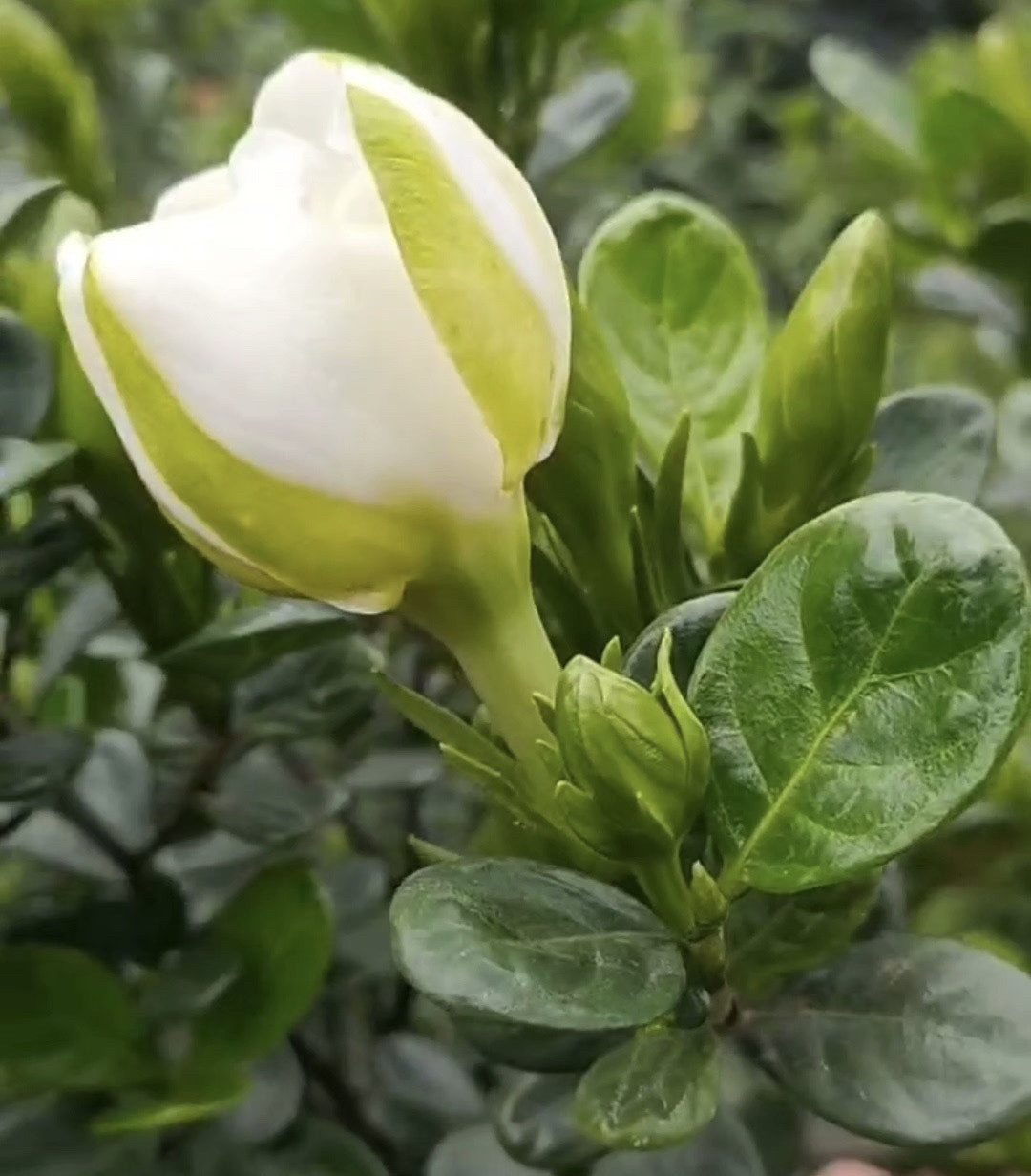 新品种:重瓣达摩栀子花又名重魔珠栀子花,随机壮苗发货