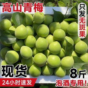 诏安青梅鲜果8斤大果现摘新鲜水果生酸梅子泡酒专用高山老树孕妇5