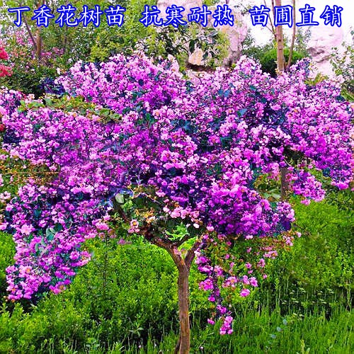 丁香花树苗浓香花苗花卉植物耐寒庭院四季室外别墅白紫丁香花盆栽