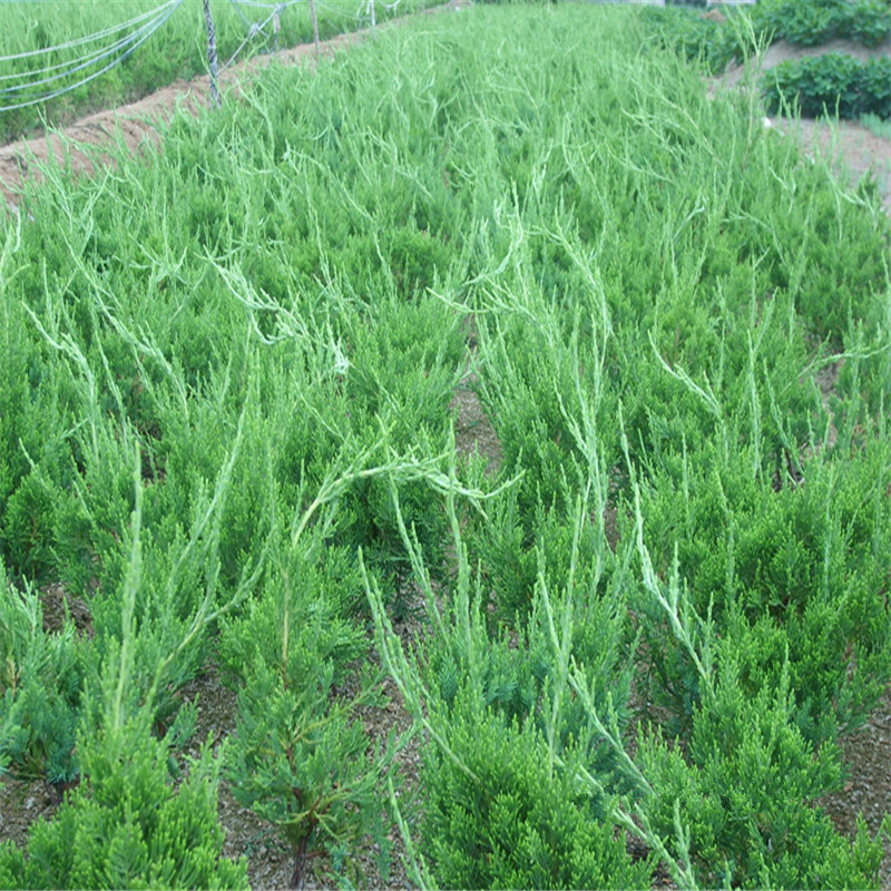 绿化苗木龙柏小苗 小龙柏 龙柏球 四季常青龙柏树苗龙柏