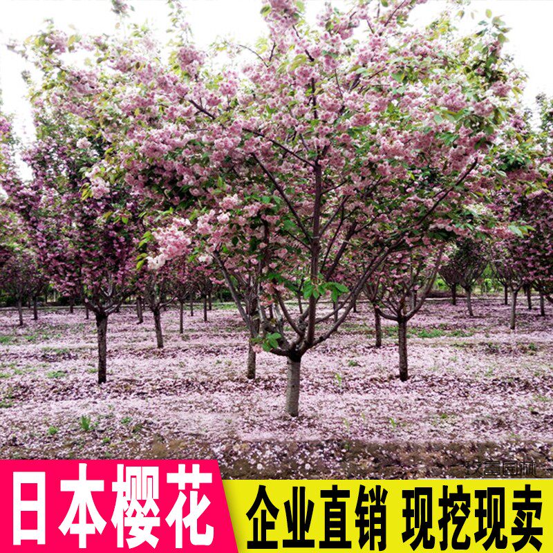 树苗日本晚樱南方北方种植盆栽地栽四季常青开花庭院绿化树苗