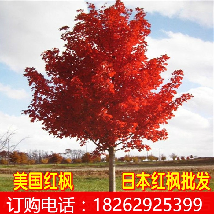 直销日本红枫树苗 常年红红枫红舞姬盆栽 美国红枫苗庭院绿化树苗
