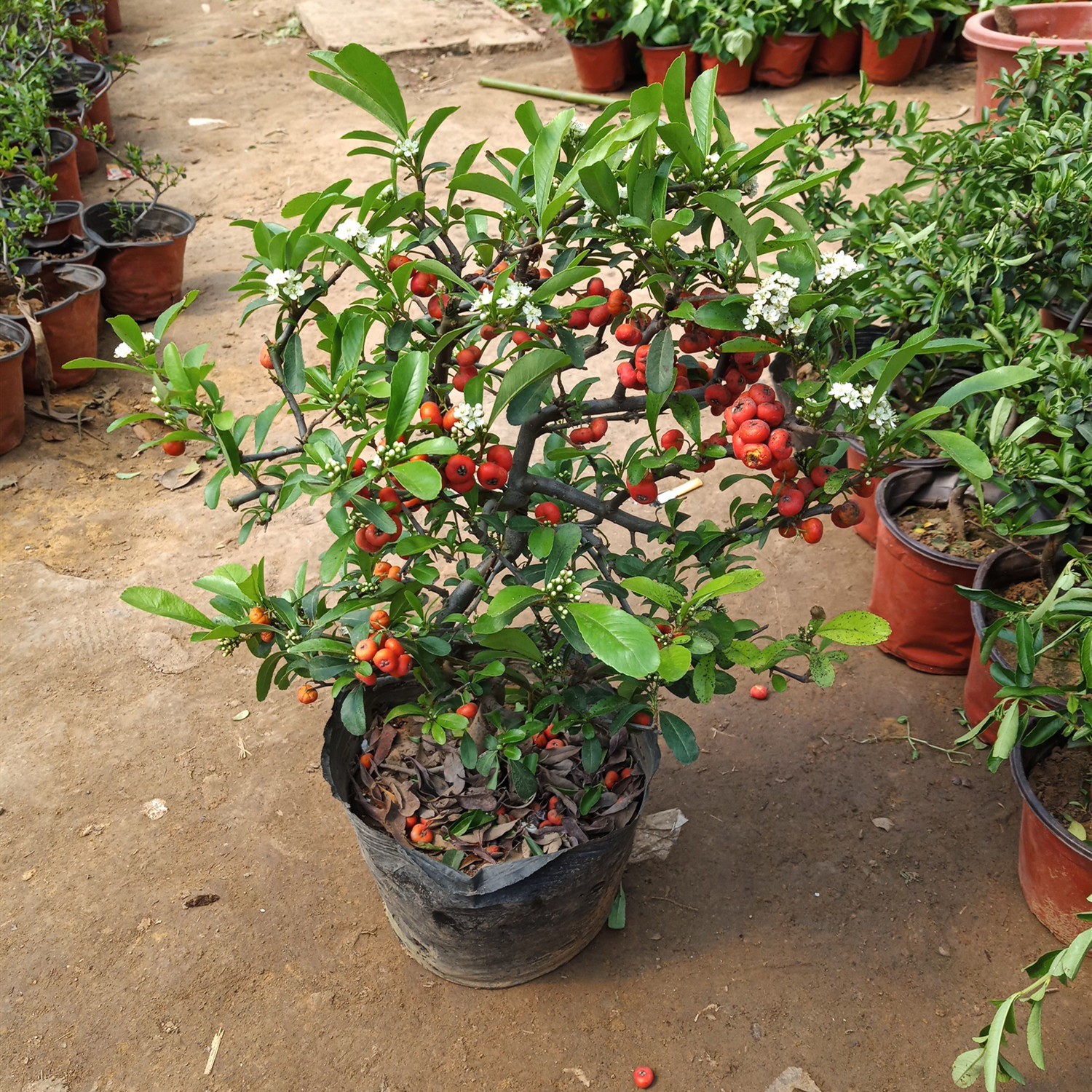 火棘盆景树桩年宵花卉室内外观赏植物沙棘办公室内盆栽四季绿植