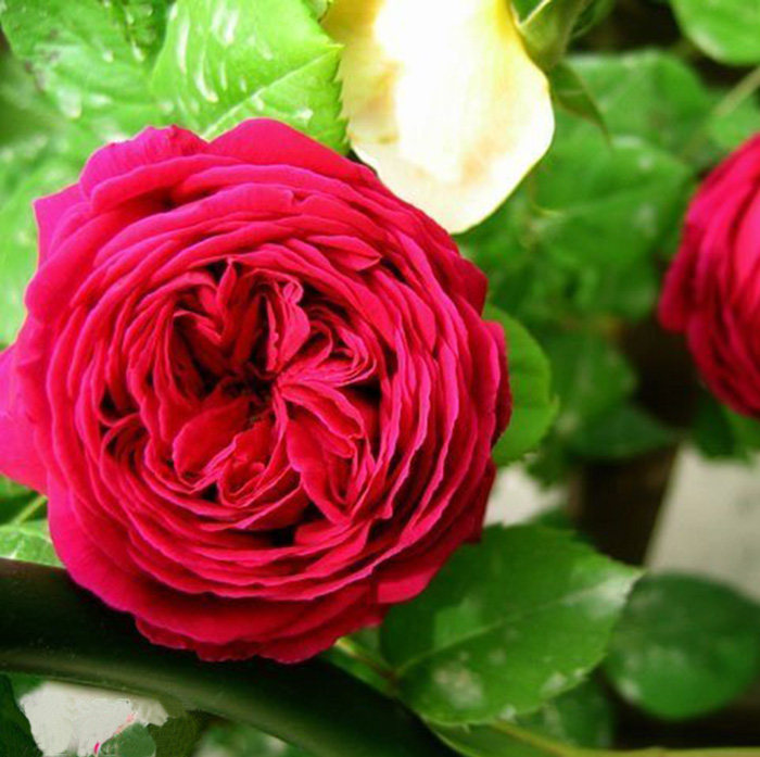 庭院盆栽植物花卉进口月季花苗欧洲月季树苗闪电 eclair 欧月花苗