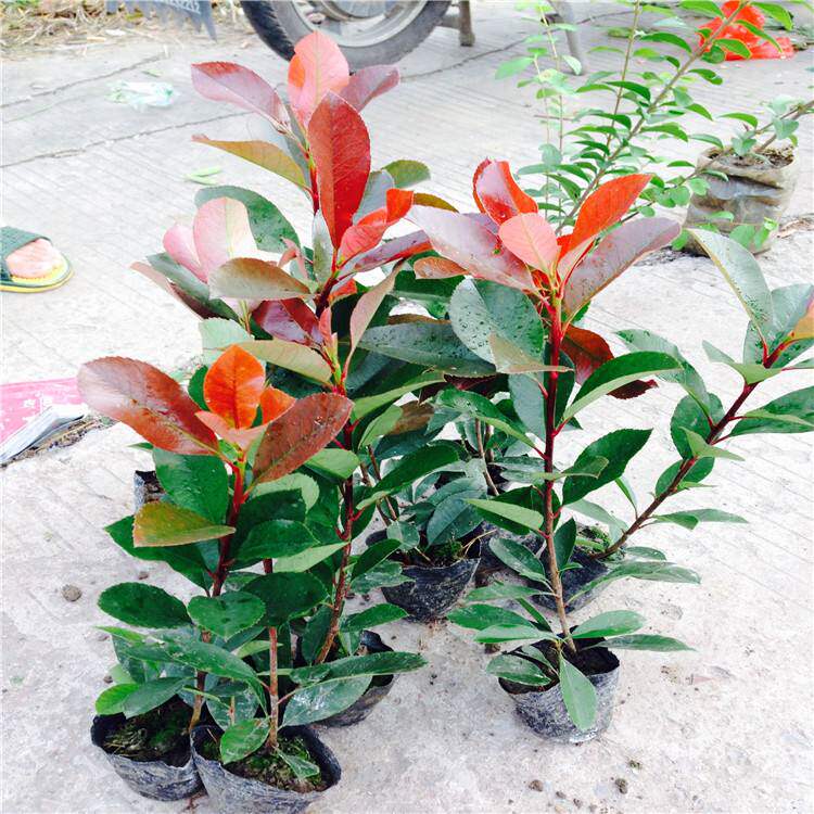 红叶石楠树苗火焰红石楠苗高杆石楠树苗红叶石楠球庭院红叶石楠苗