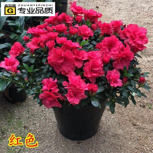 杜鹃花四季开花盆栽花卉植物盆景杜鹃