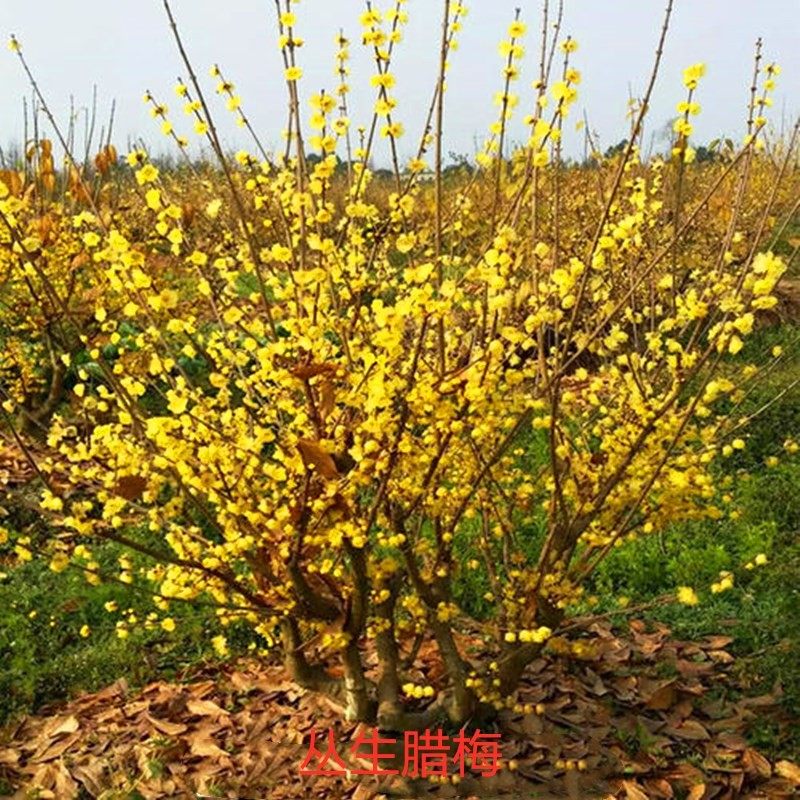 耐寒澳洲腊梅花树苗丛生盆栽大型棒棒糖嫁接素心腊梅树庭院地栽苗