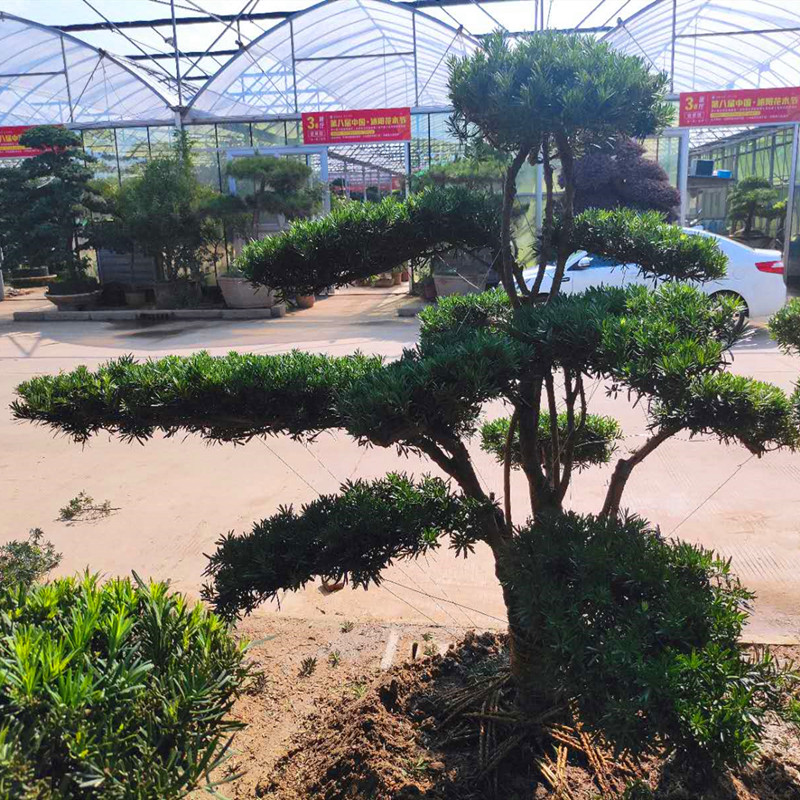 小叶黄杨树高档庭院别墅造型绿化耐寒老桩黄杨罗汉松造型树盆景树