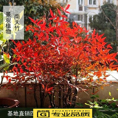 南天竹庭院耐寒植物花卉盆栽盆景绿化苗木室外南天竺红天竹蓝天竹