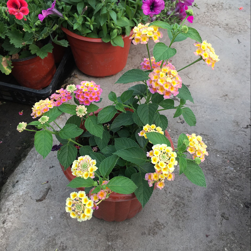 五色梅盆栽马樱丹七姐妹花绿植四季开花植物室外庭院阳台爬藤花卉