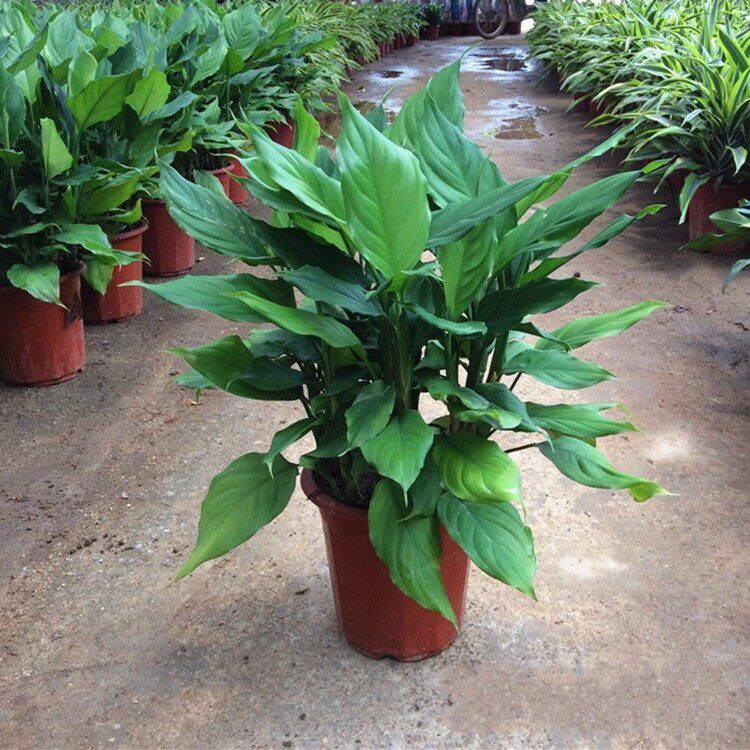 万年青植物盆栽大叶室内花绿植四季常青去甲醛植物发财树净化空气