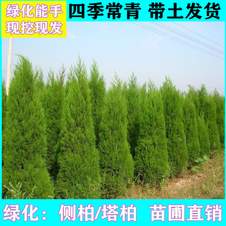 城市高速遮光绿化苗木植物塔柏树苗柏树苗塔柏树苗四季常青