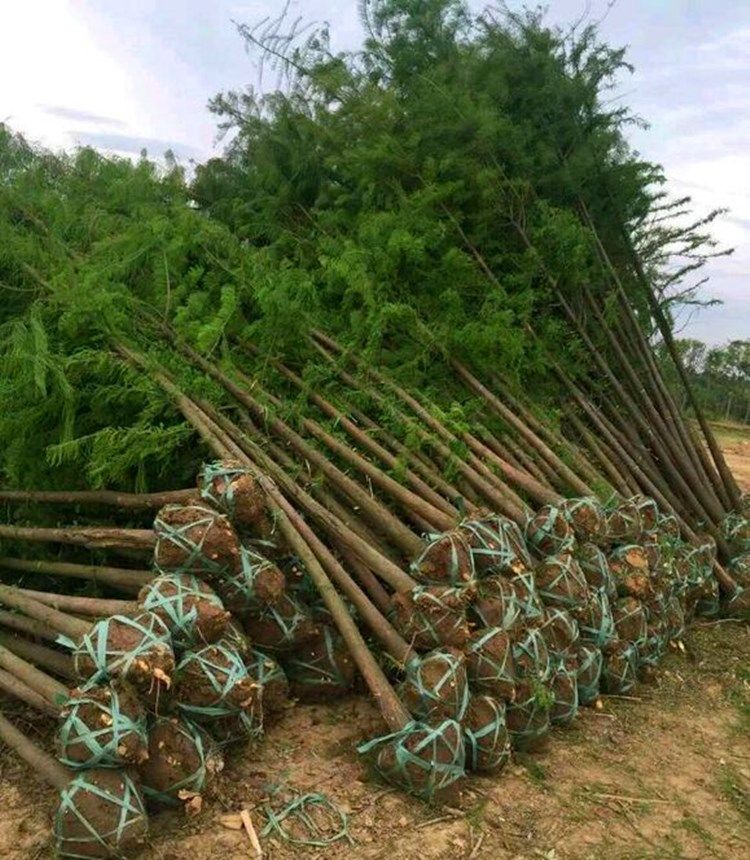 城市道路绿化行道树苗速生杉树水杉树苗落羽杉水杉苗易成活