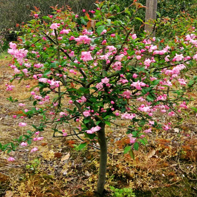 庭院地栽绿化苗南方北方种植垂丝海棠北美海棠树苗高杆西府海棠苗