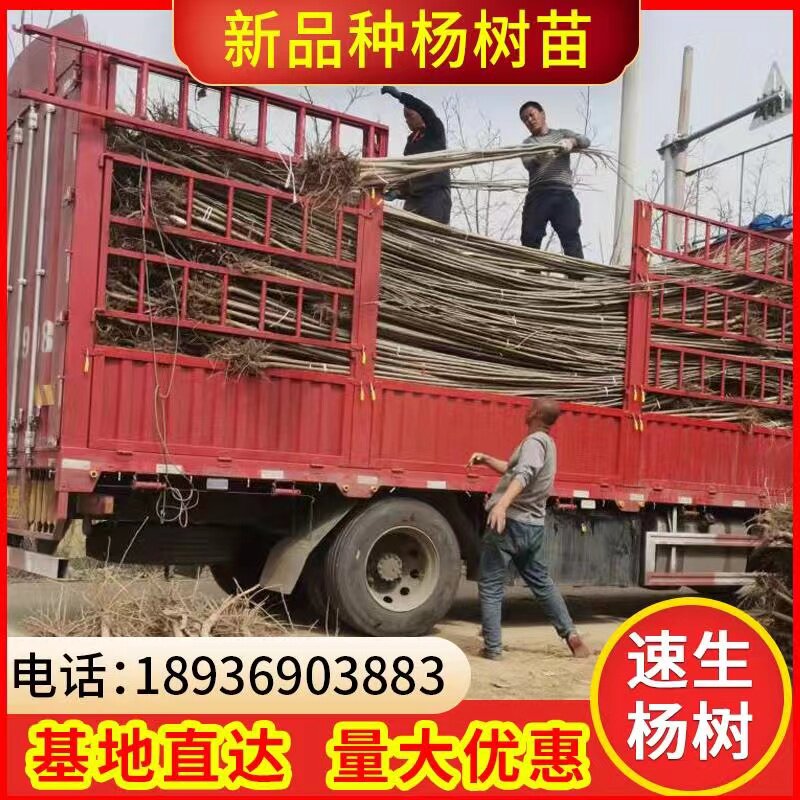批杨树发绿化苗木/白杨树苗/白杨苗速生杨树苗不带花絮 规格齐全