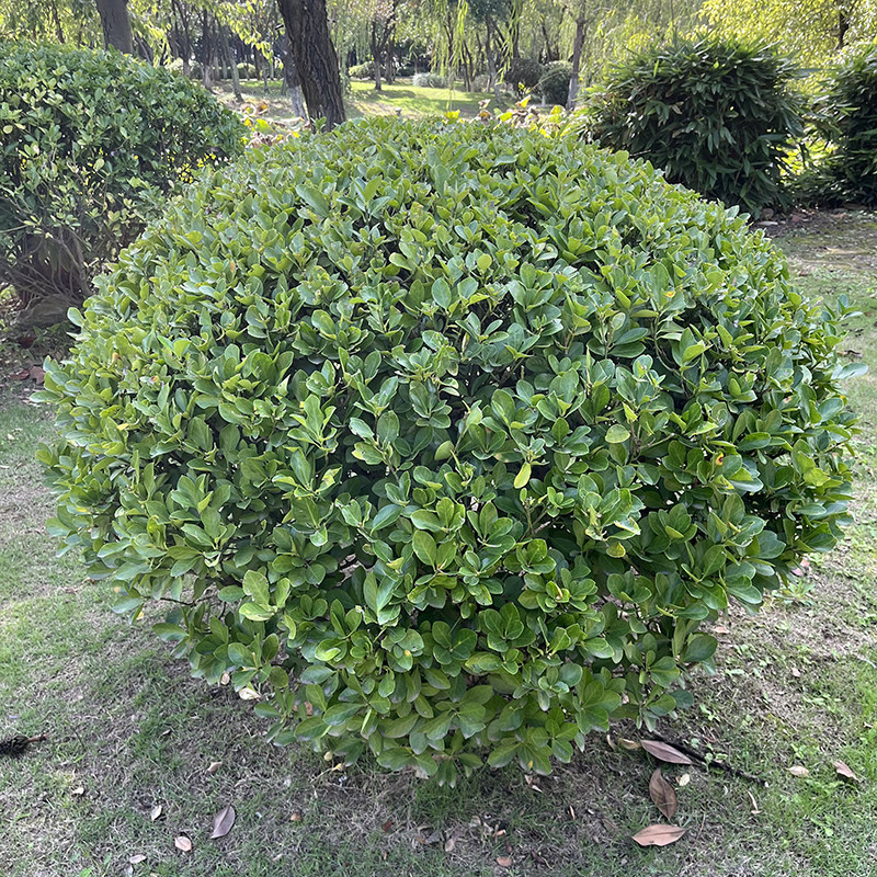 冬青球树球形四季常青冬青苗大叶黄杨苗法国冬青树型庭院绿化苗木