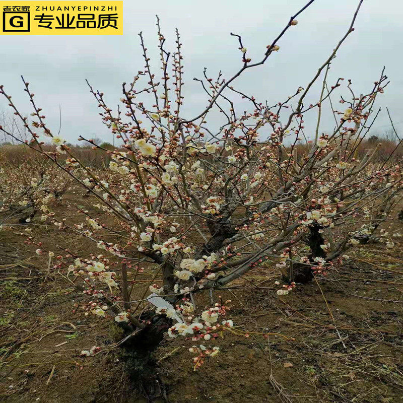 原生玉蝶龙游梅苗庭院红梅花盆栽盆景老桩耐寒多年生木本造型花卉