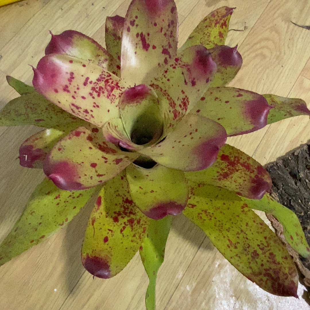 福利积水凤梨 皇冠 去土去盆发货,鲜花速递/花卉仿真/绿植园艺,绿植,淘宝优惠券,粉丝福利购,淘宝优惠卷